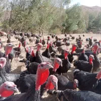 برنز انگلیسی|حیوانات مزرعه|مراغه, |دیوار