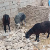 بره نر