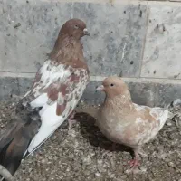 کفتر|پرنده|بندرلنگه, |دیوار