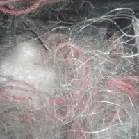 تورماهی خیط ۲۵ تسع ونص  دراهواز