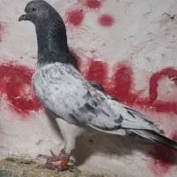 کفتر پرشی غریب گیری|پرنده|اسلامشهر, شهرک امام حسین (میان آباد)|دیوار