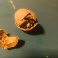 گردو صادراتی درجه ۱ همه چی تموم