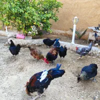 فروش مرغ و خروس محلی|حیوانات مزرعه|جم, |دیوار