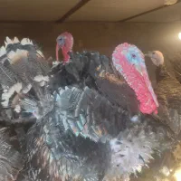 تعدادی بوقلمون نر وماده