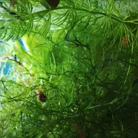 پلاتی خونی|ماهی|ارومیه, |دیوار