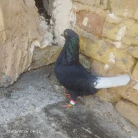 کبوتر کفتر زاغ دم سفید