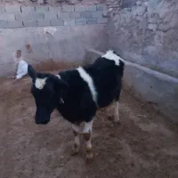 گوساله نر هلشتاین