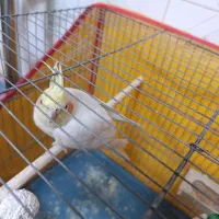 فروش عروس هلندی