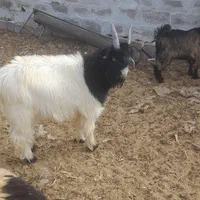 خرید وفروش میش بره قوچ بز بزغاله درشاهین شهر گرگاب|حیوانات مزرعه|شاهینشهر, گرگاب|دیوار