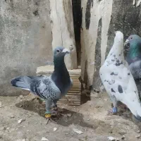 کفتر سبزوار