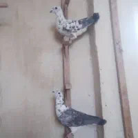 کفتر کبوتر شهری بهبهانی سینه خوشرنگ بزک پلاکی|پرنده|شیراز, عادل آباد|دیوار
