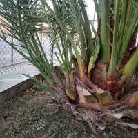 پا جوش نخل برحی|گل و گیاه طبیعی|خرمشهر, |دیوار