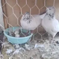 سه جفت کفتر با جوجه