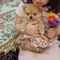 پامر عروسکی زیبا کادو یلدایی