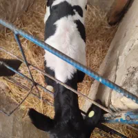 گوساله یا گاو|حیوانات مزرعه|اراک, |دیوار