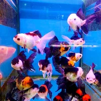 گلدفیش نژاد هایه مختلف