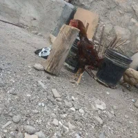 خروس لاری