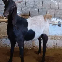 بز پاکستانی|حیوانات مزرعه|خرم‌آباد, |دیوار