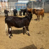 گوساله ماده محلی چاق