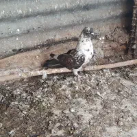 کبوتر پرشی|حیوانات|زنجان, |دیوار