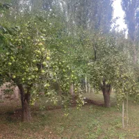 فروش سیب رو درخت