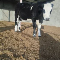 تلیسه|حیوانات مزرعه|مود, |دیوار