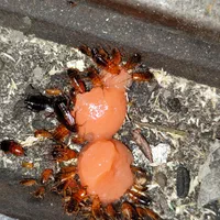 سمپاشی تخصصی و تضمینی ساس|خدمات نظافت|ساری, |دیوار