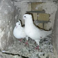 گرده دار کبوتر