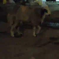 قوچ بذری درجه یک|حیوانات مزرعه|قوچان, |دیوار