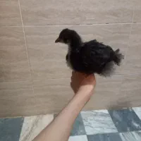 جوجه