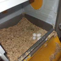 جفت طوطی برزیلی مولد