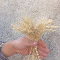 گندم دیم بذری  مخصوص کاشت