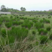 زمین در گیلان تالش هشتپر ۴۵۰۰متر حومه دریا|فروش زمین و ملک کلنگی|تالش, طولارود|دیوار