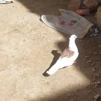 کبوتر پشت طوق|پرنده|سراوان, |دیوار