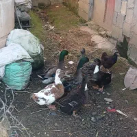 اردک کاکلی و بوقلمون و مرغ محلی تخمگذار|حیوانات مزرعه|ماسال, |دیوار