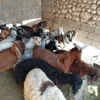 کهری نر 24