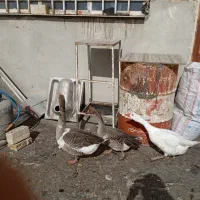 غاز|حیوانات مزرعه|مشهد, خواجه ربیع|دیوار