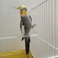 عروس هلندی نر