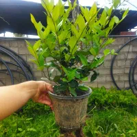 یاس هلندی شمشاد فوتونیا پالم فتونیا