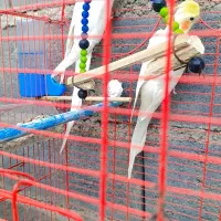 معاوضه با عروس ماده