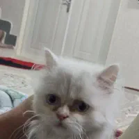 گربه پرشین|گربه|تبریز, |دیوار