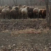 14راس میش آبستن وزاییده