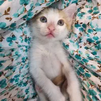 واگذاری گربه ی نر دو ماهه|گربه|تهران, فردوس|دیوار