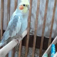 عروس هلندی سالم و سرحال