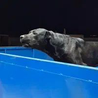 سگ سرابی|سگ|اسدآباد, |دیوار