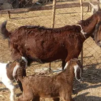 بز و بزغاله|حیوانات مزرعه|گیلان غرب, |دیوار