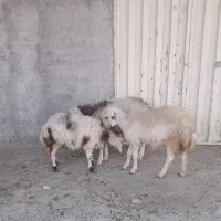 بره ماده سه عدد پلنگی|حیوانات مزرعه|بروجرد, |دیوار