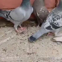 کفتر سینه|پرنده|پاسارگاد, |دیوار