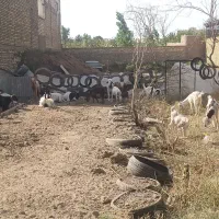 بزوکره چپیش پاکستانی