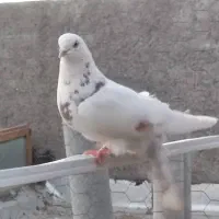 کبوتر